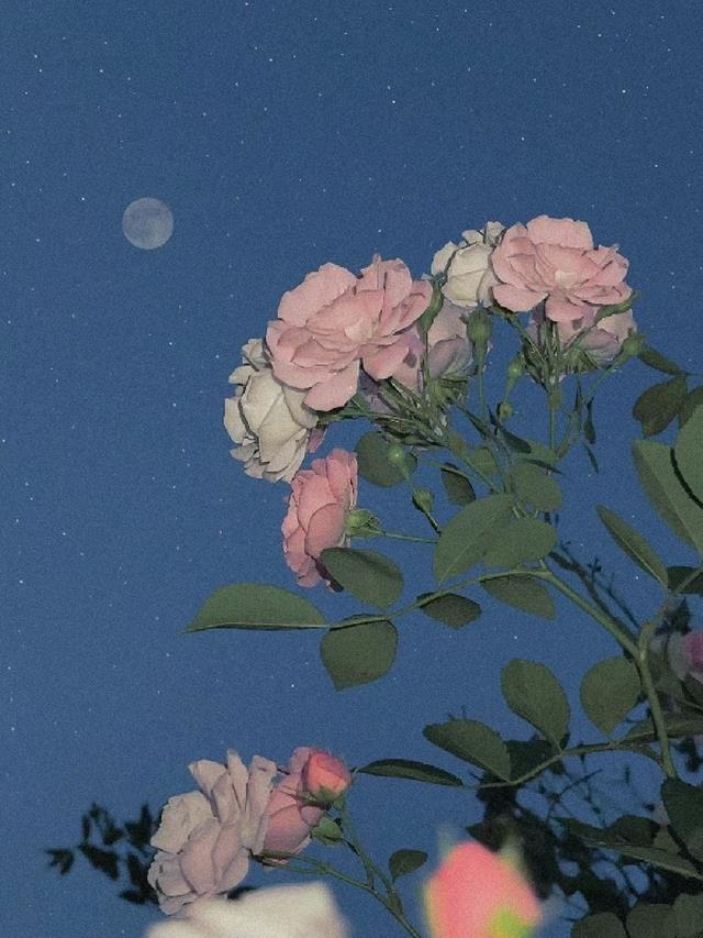 蔷薇花故事的主要内容