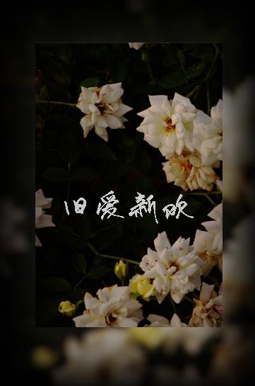 旧爱新欢妖言妖语最新章节