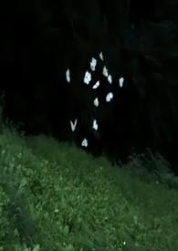 兄妹骨科伪