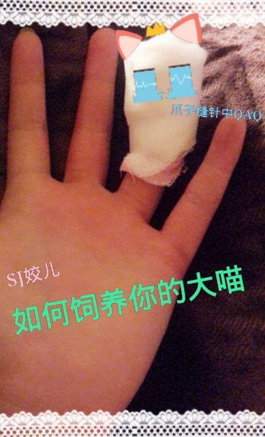 论如何饲养你的大喵在线阅读